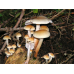 Мицелий Опенка макового / Ложноопенок серопластинчатый (Hypholoma capnoides)